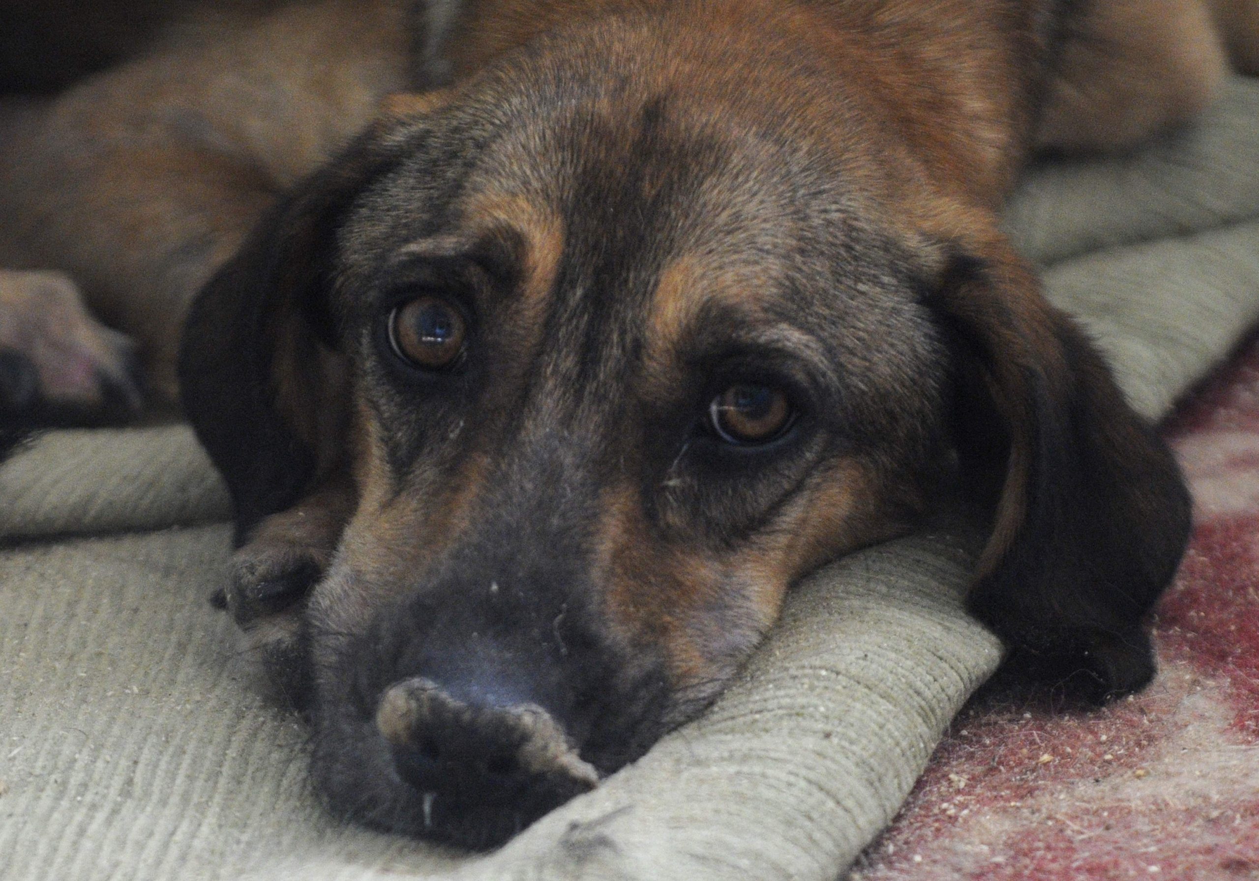 SEE IT: Ukrainian veterinarian praised as hero for rescuing wounded animals