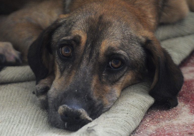 SEE IT: Family gives up dog over fear he is ‘gay,’ and he is adopted by gay couple