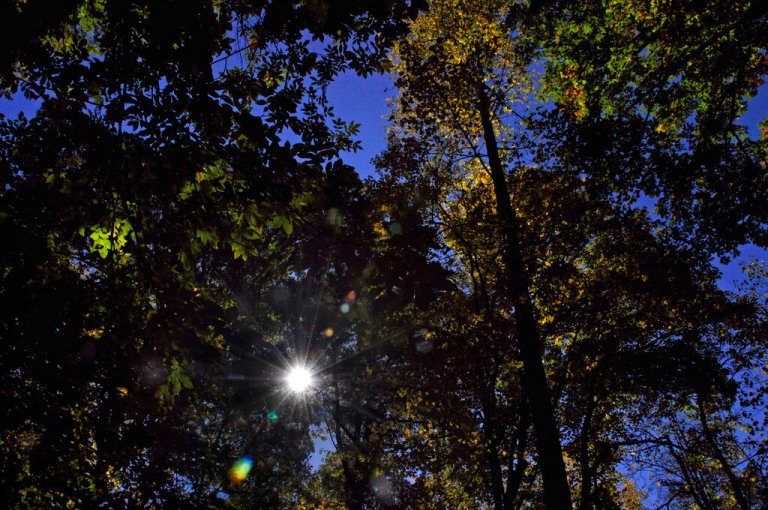 Five ‘tree sitters’ arrested on domestic terrorism charges in Georgia police facility protests