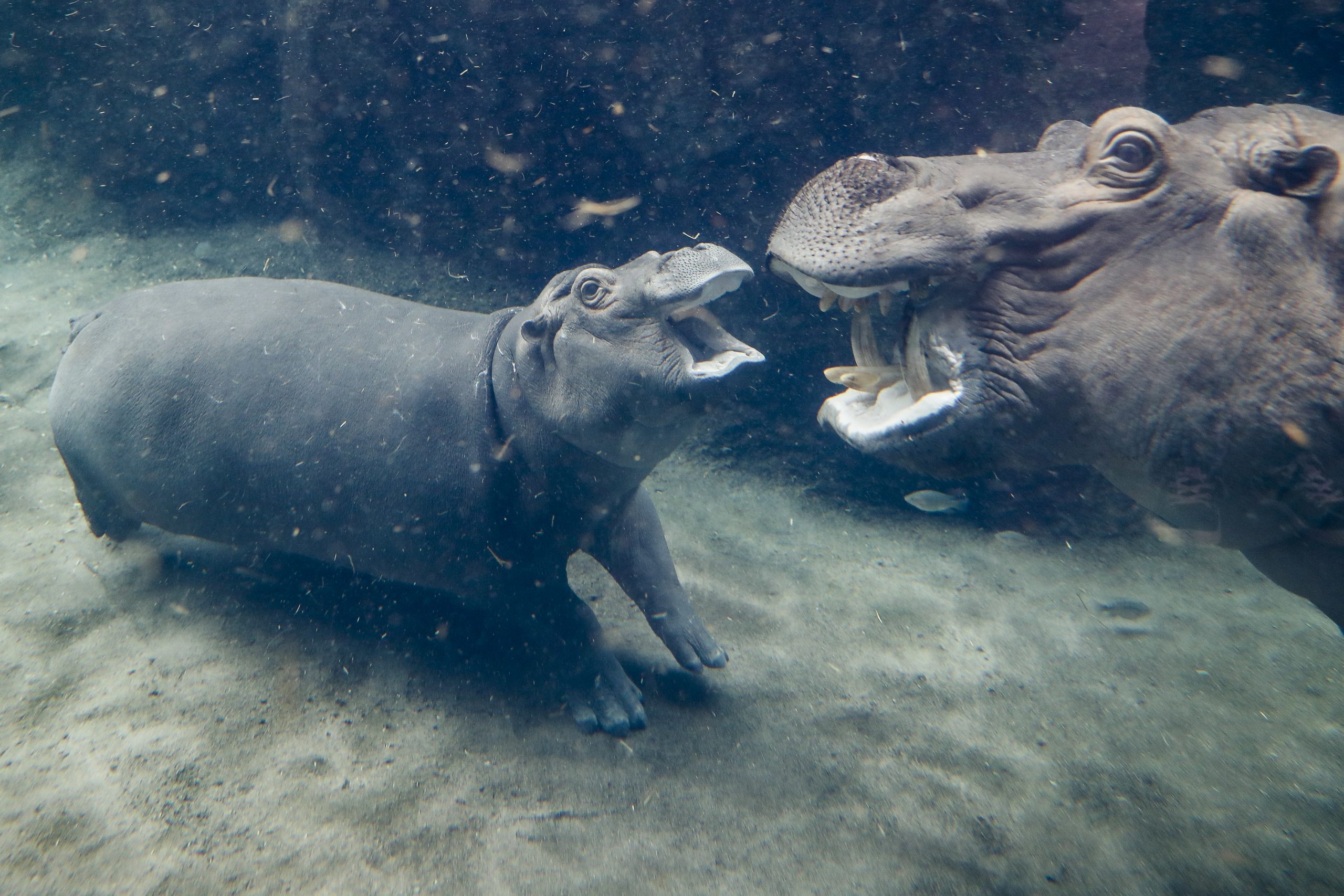 Cincinnati Zoo Hippo Fiona