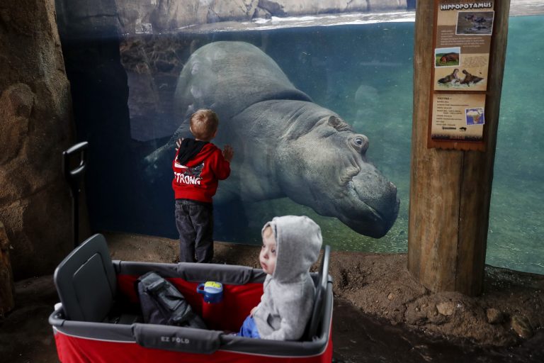 WATCH: Bibi the hippo is on birth watch at Cincinnati Zoo