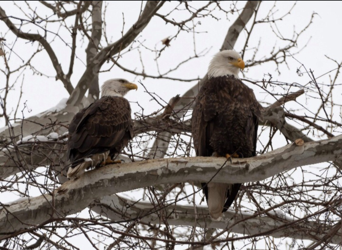 Bald eagle population beginning to soar in Ohio: Report