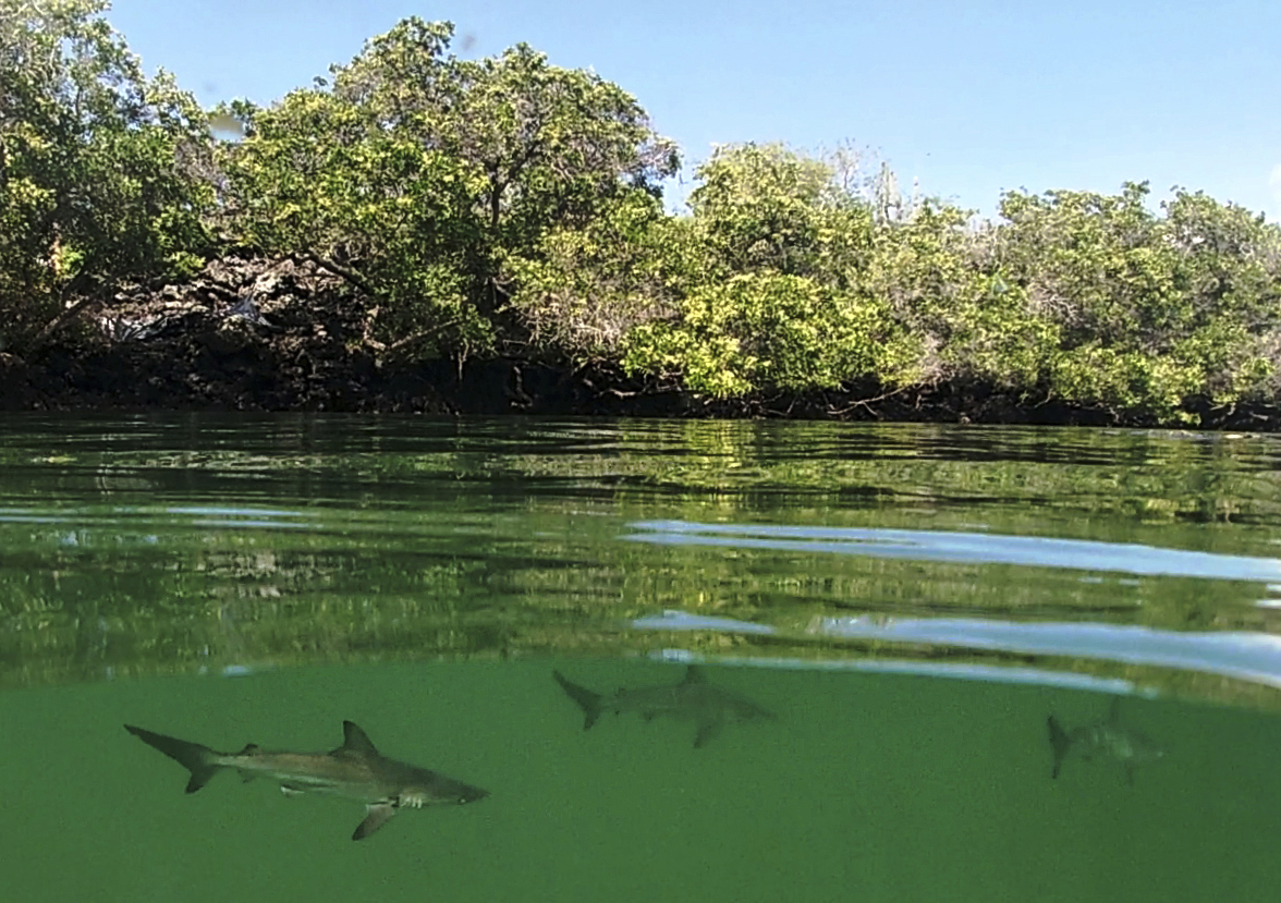 Galapagos Sharks
