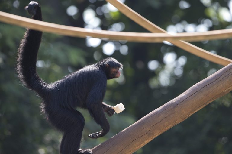 Texas woman gets fired after jumping into monkey enclosure at local zoo