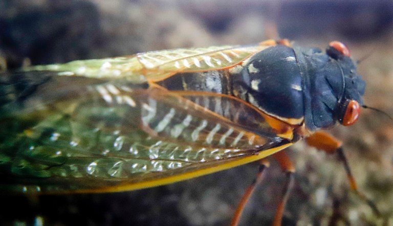 One of the millions of periodical cicadas in the area crawls on a tree on Saturday, June 1, 2019 after it emerged from a 17-year hibernation in Zelienople, Pa. The insects come out of the ground once the temperature reaches optimum, then climb into trees and make a droning sound to attract mates to breed. Their activity will peak between mid-May and mid-June, and then die off about four weeks after first emerging according to the Department of Agriculture web page.