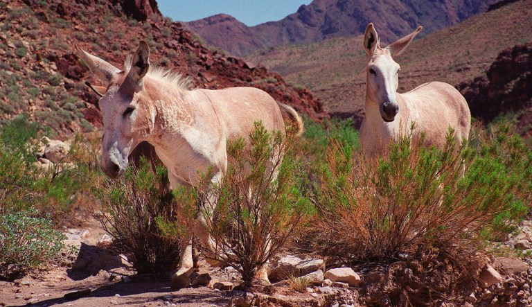 America’s wild and wondrous burros are in peril