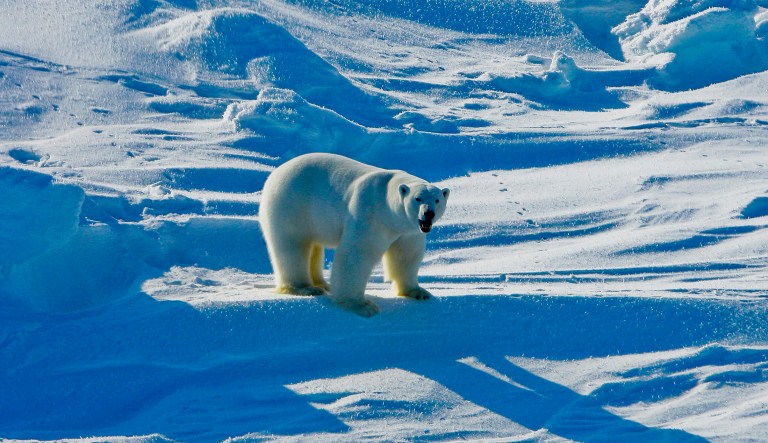 Woman mauled by polar bear after camping in area littered with warnings
