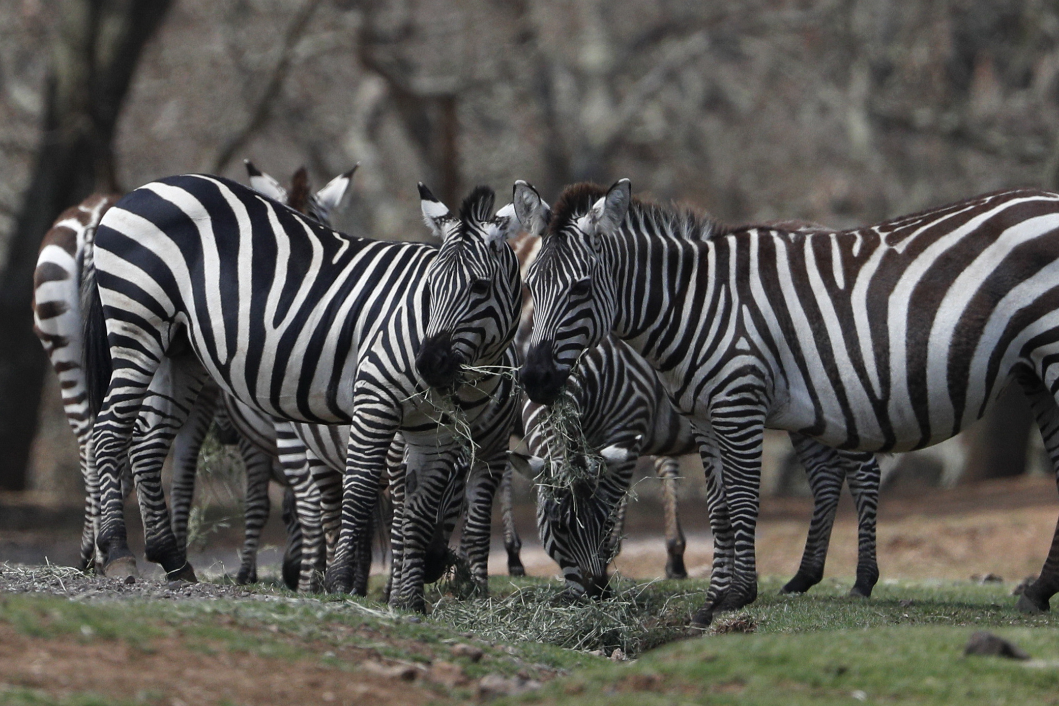 Loose zebras missing for more than three months are found