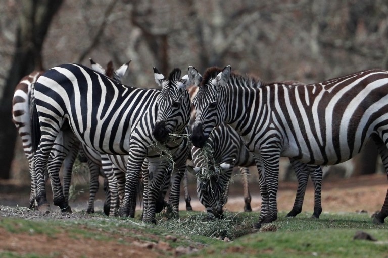 Loose zebras missing for more than three months are found