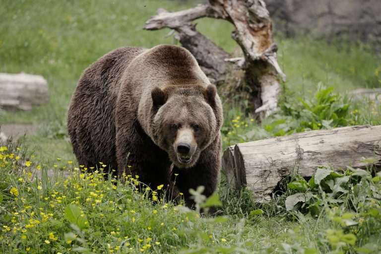 College wrestlers left bloodied and broken after fighting grizzly