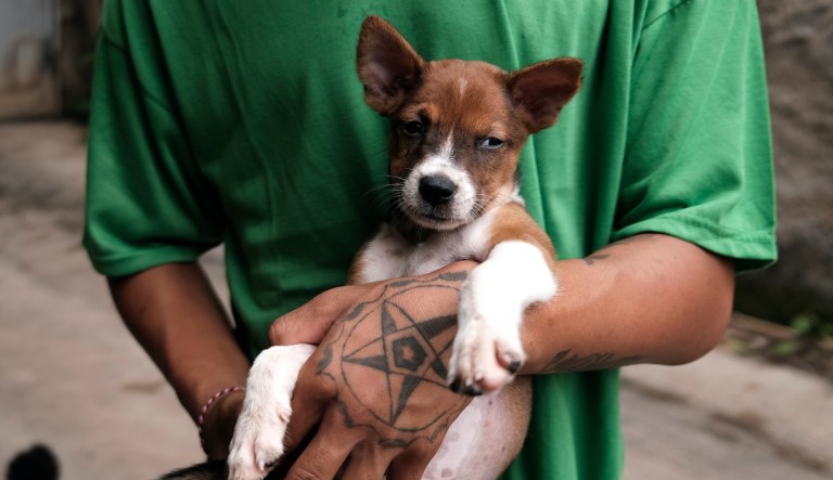 Rescuers save puppy kidnapped by monkey for three days