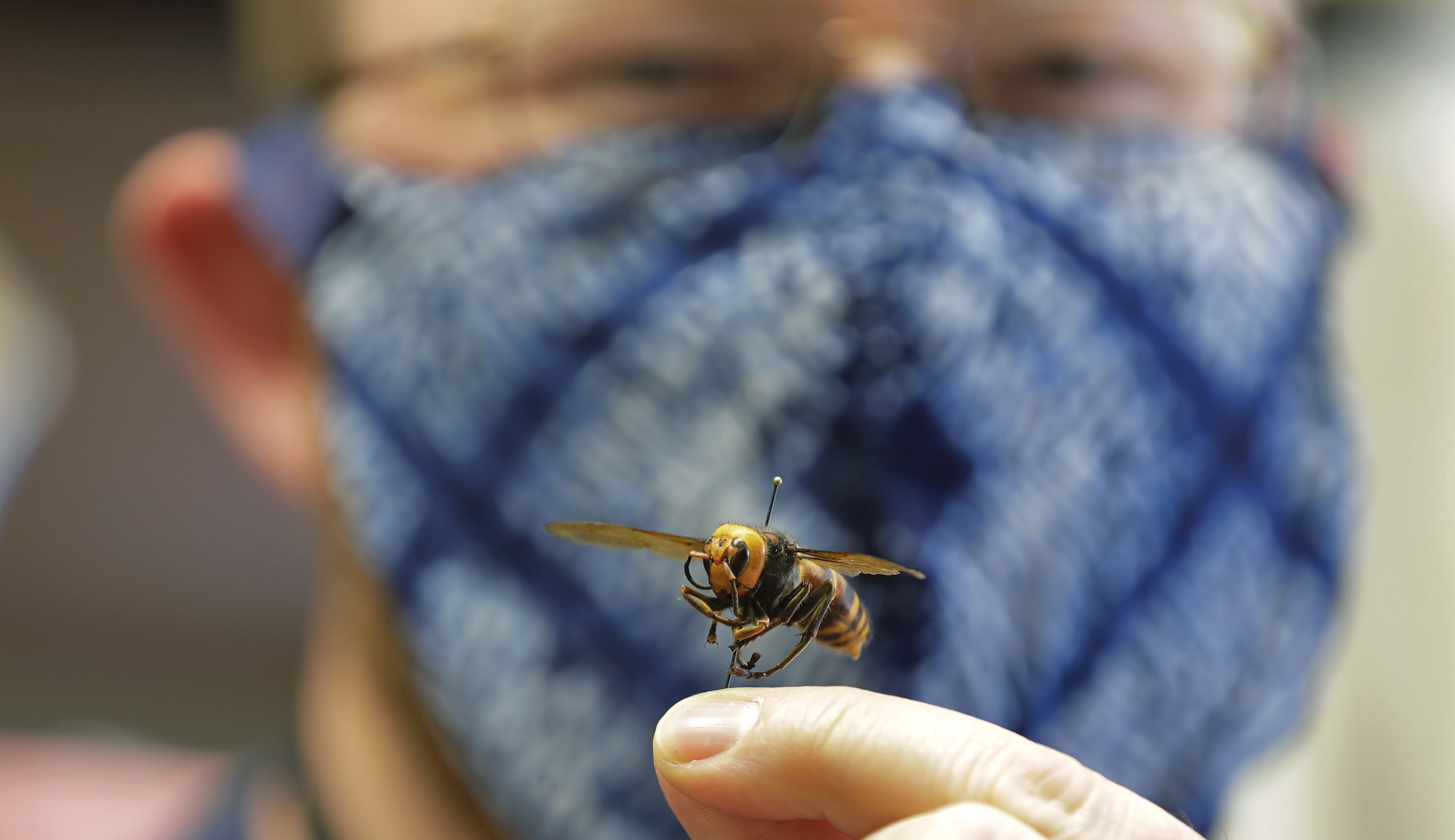 The fully vaccinated are more likely to die from bee stings than COVID-19