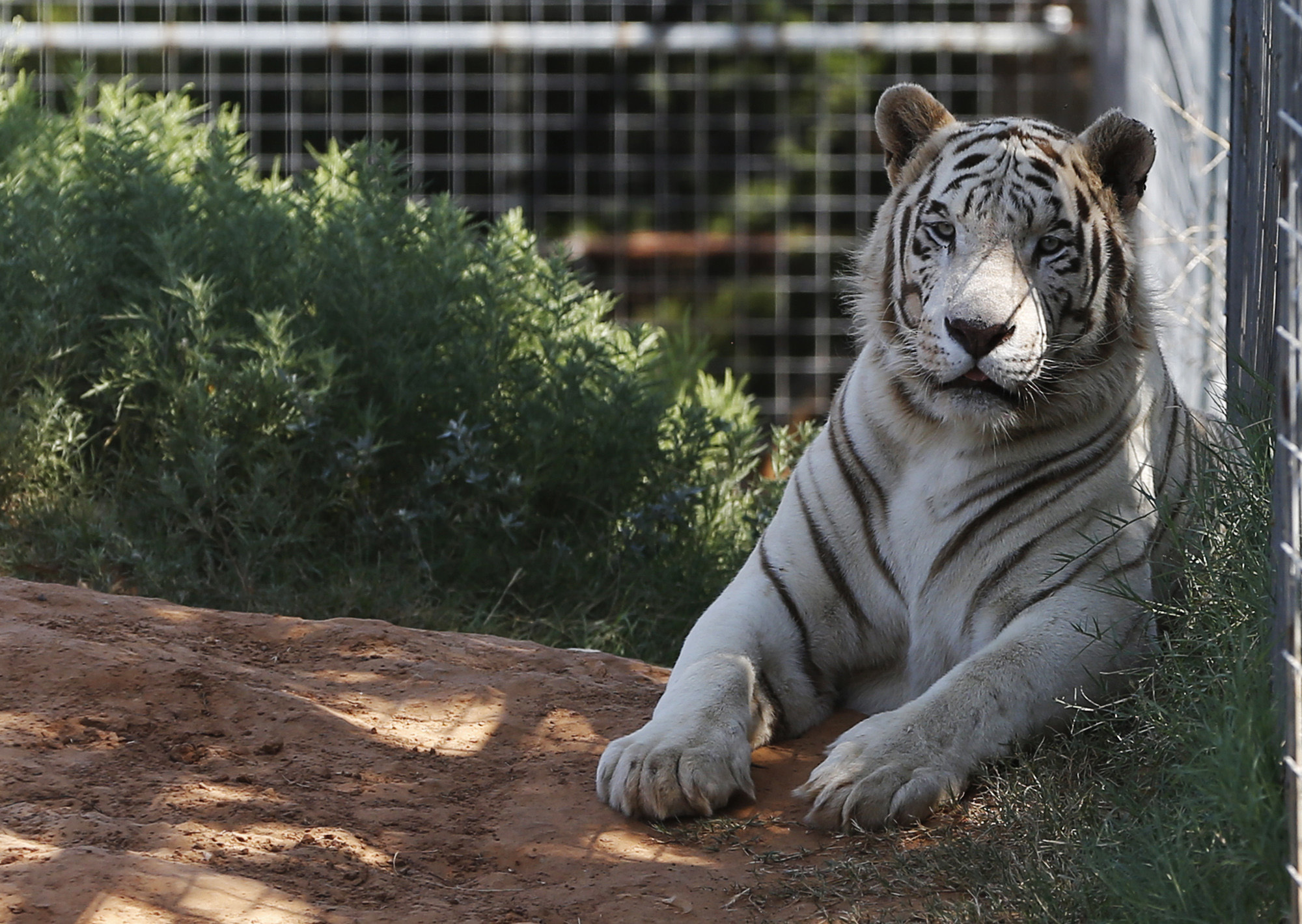DOJ seizes dozens of big cats from Tiger King star Jeffrey Lowe