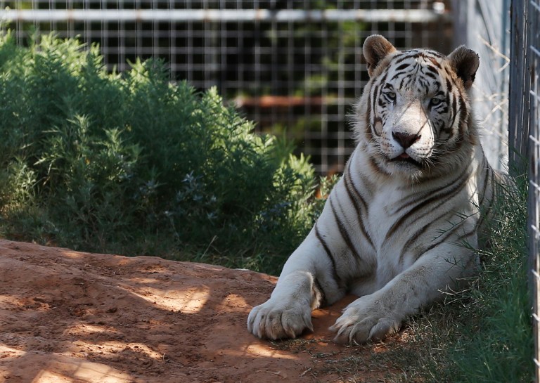 DOJ seizes dozens of big cats from Tiger King star Jeffrey Lowe
