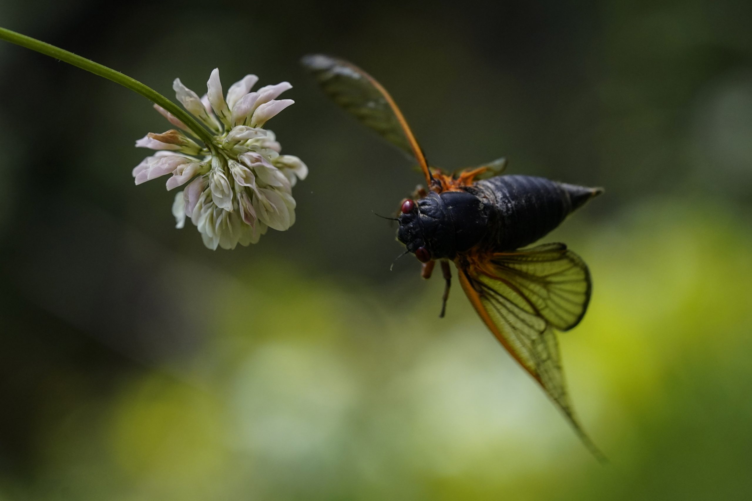Chocolate-covered cicadas are latest candy craze
