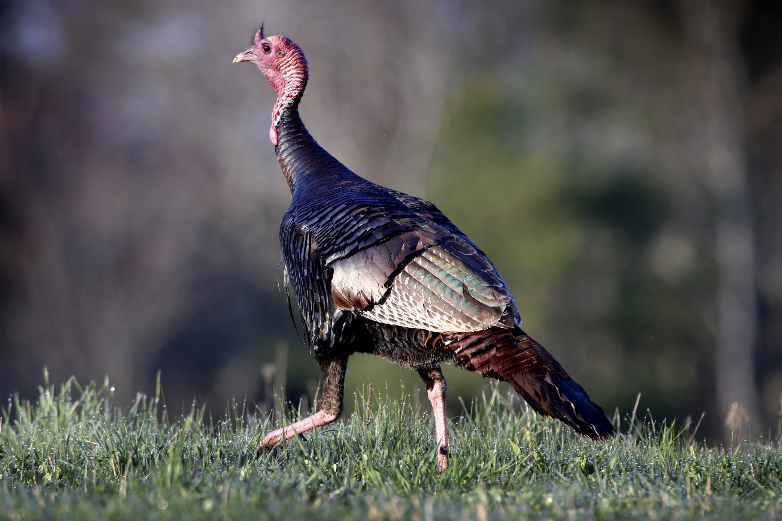 Wild turkey terrorizes DC