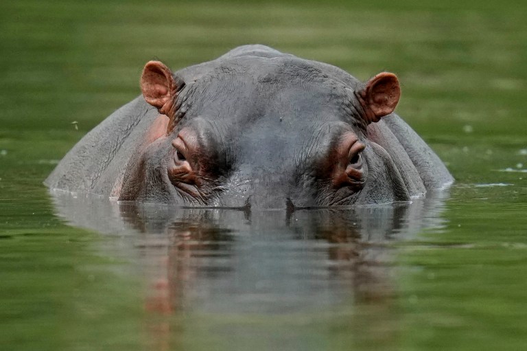 Hippo swallows 2-year-old whole, then spits him out alive