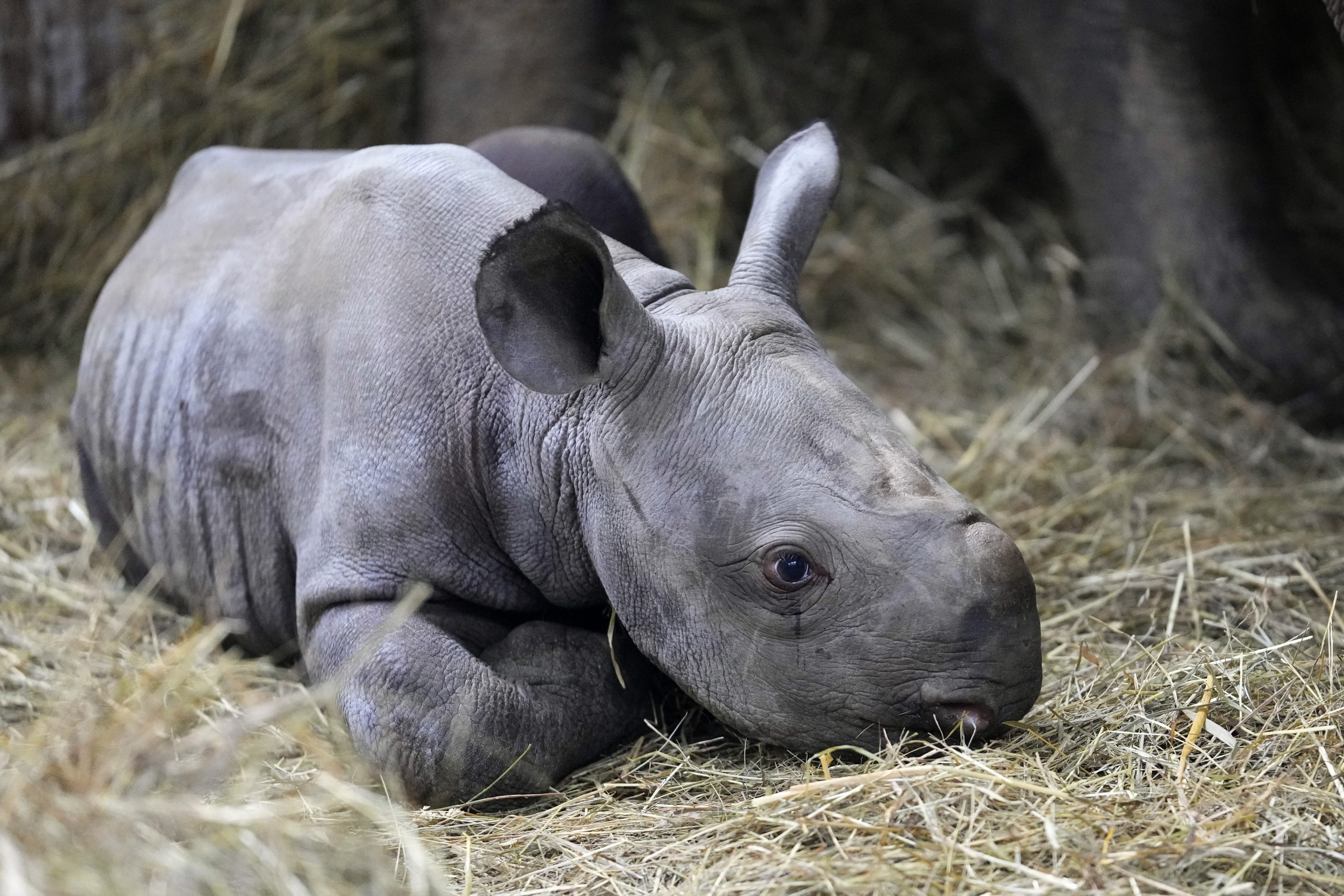 Czech Republic Baby Rhino