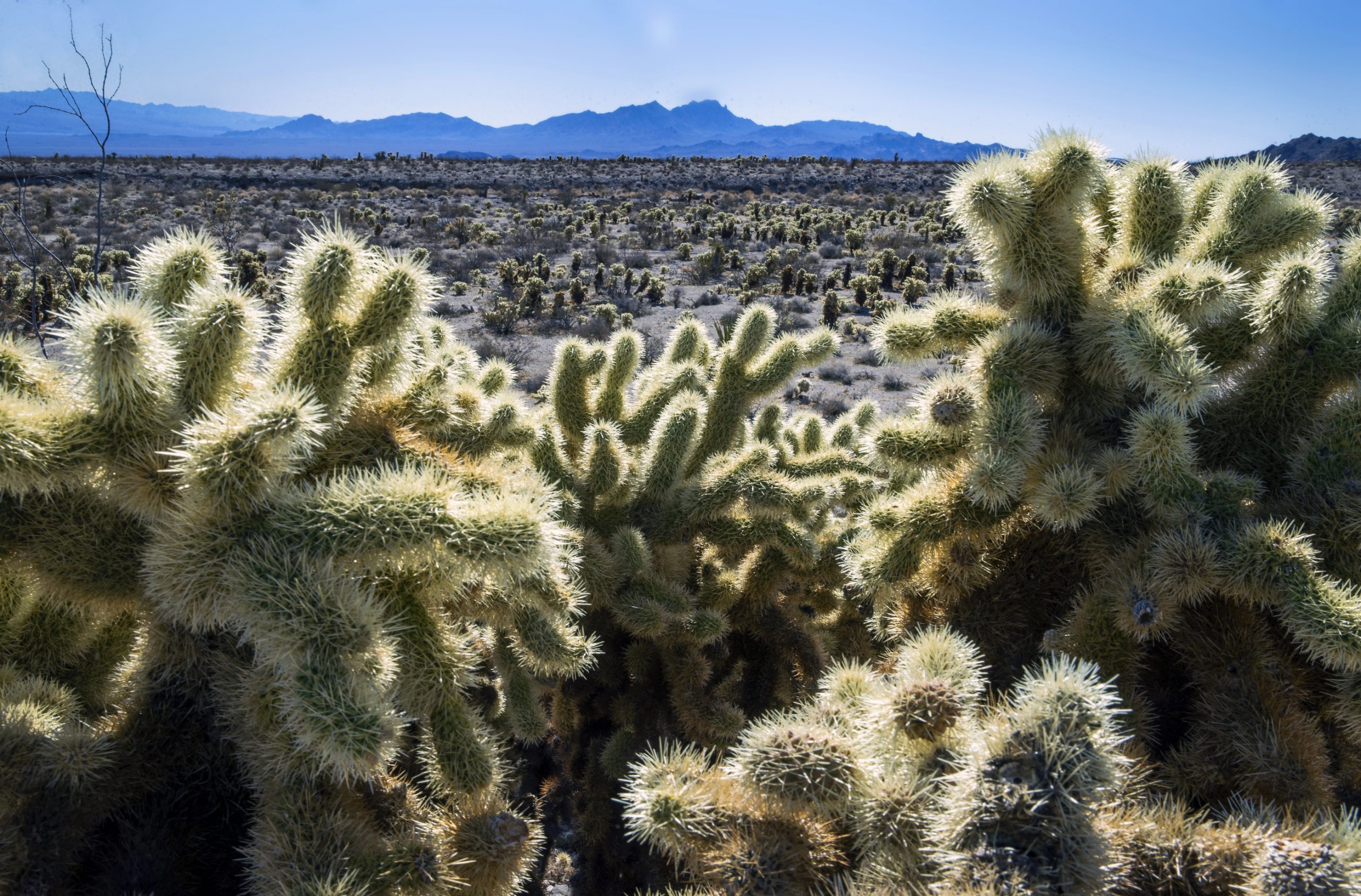 Biden readies plans to make most of southern tip of Nevada off-limits to development