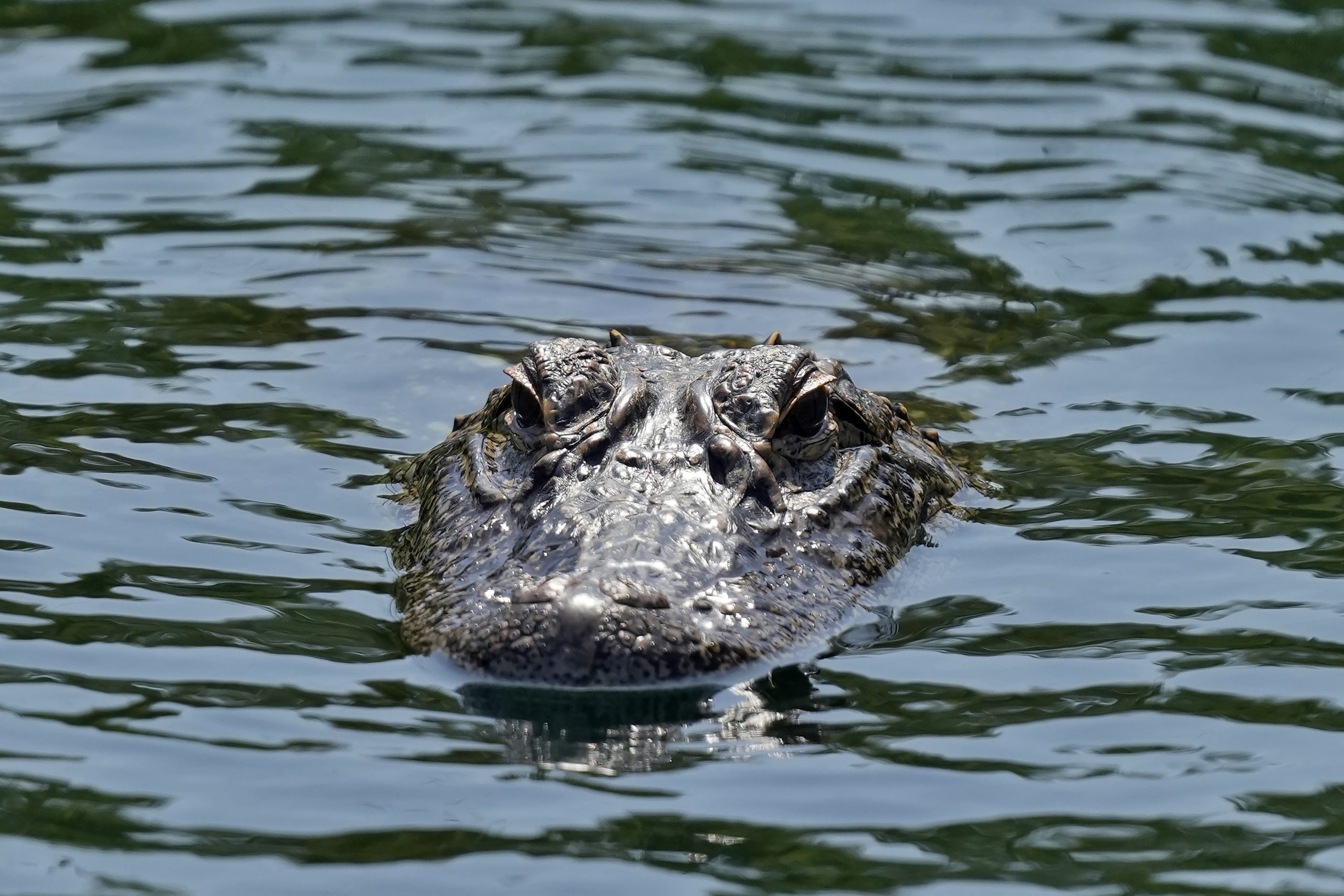 Experts warn against feeding alligators after Florida sees three attacks in two weeks