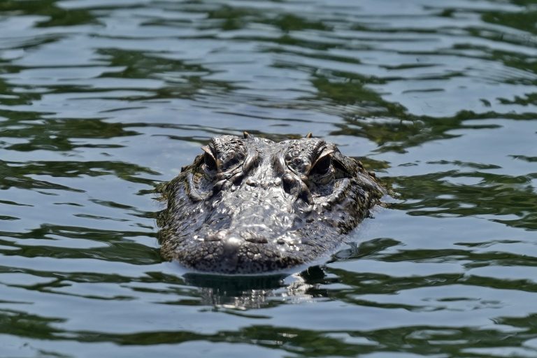Experts warn against feeding alligators after Florida sees three attacks in two weeks