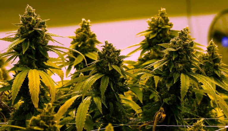 House Democrats ignore science by legalizing marijuana