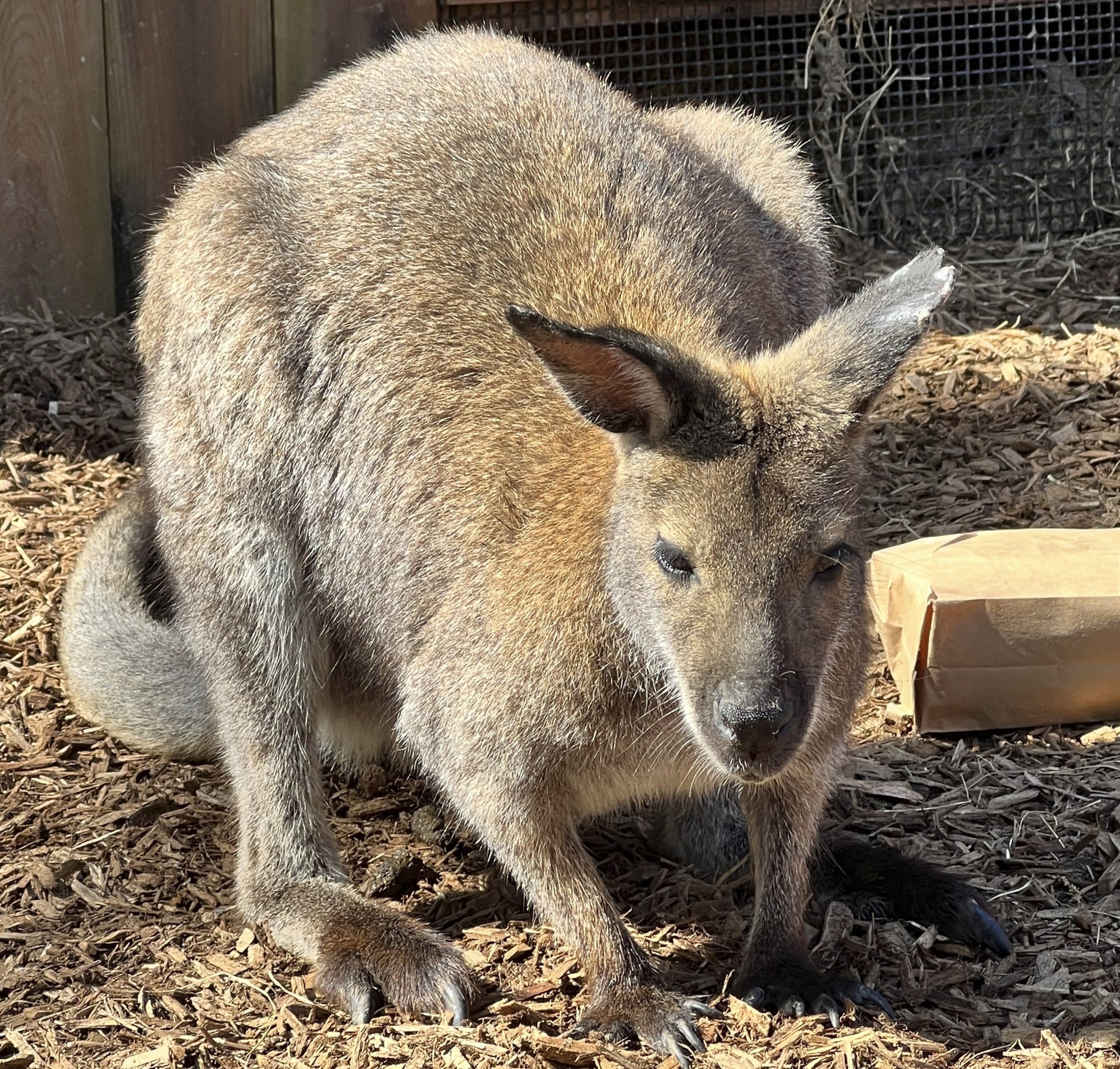 SEE IT: Wallaby lost in extreme weather recovered near Memphis Zoo