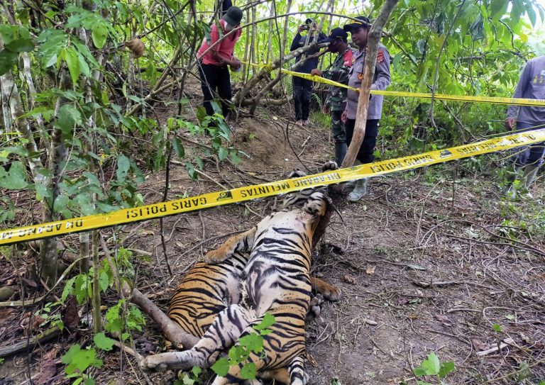 In this photo released by East Aceh Police, officers put police line around the carcasses of two of three Sumatran tigers found dead after being caught in traps near a palm oil plantation in East Aceh, Sunday, April 24, 2022. The deaths of the critically endangered tigers on Indonesia's Sumatra island are the latest setback for a species whose numbers are estimated to have dwindled to about 400, authorities said Monday.