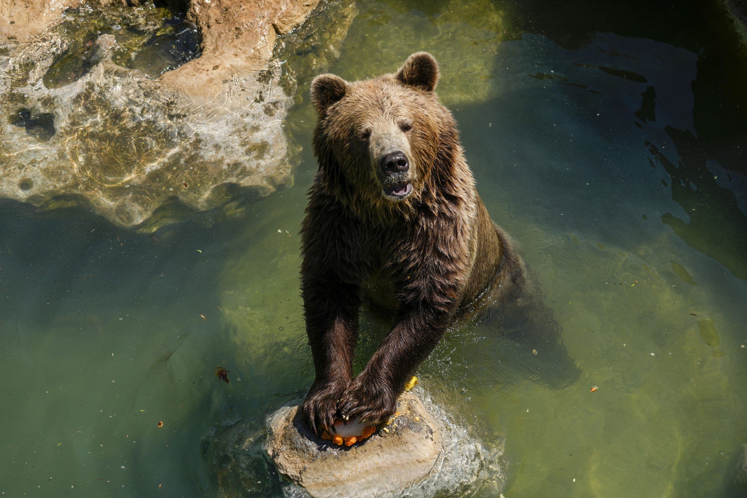 A bear-y big problem: Alaska Fat Bear Week contest rocked by voting scandal