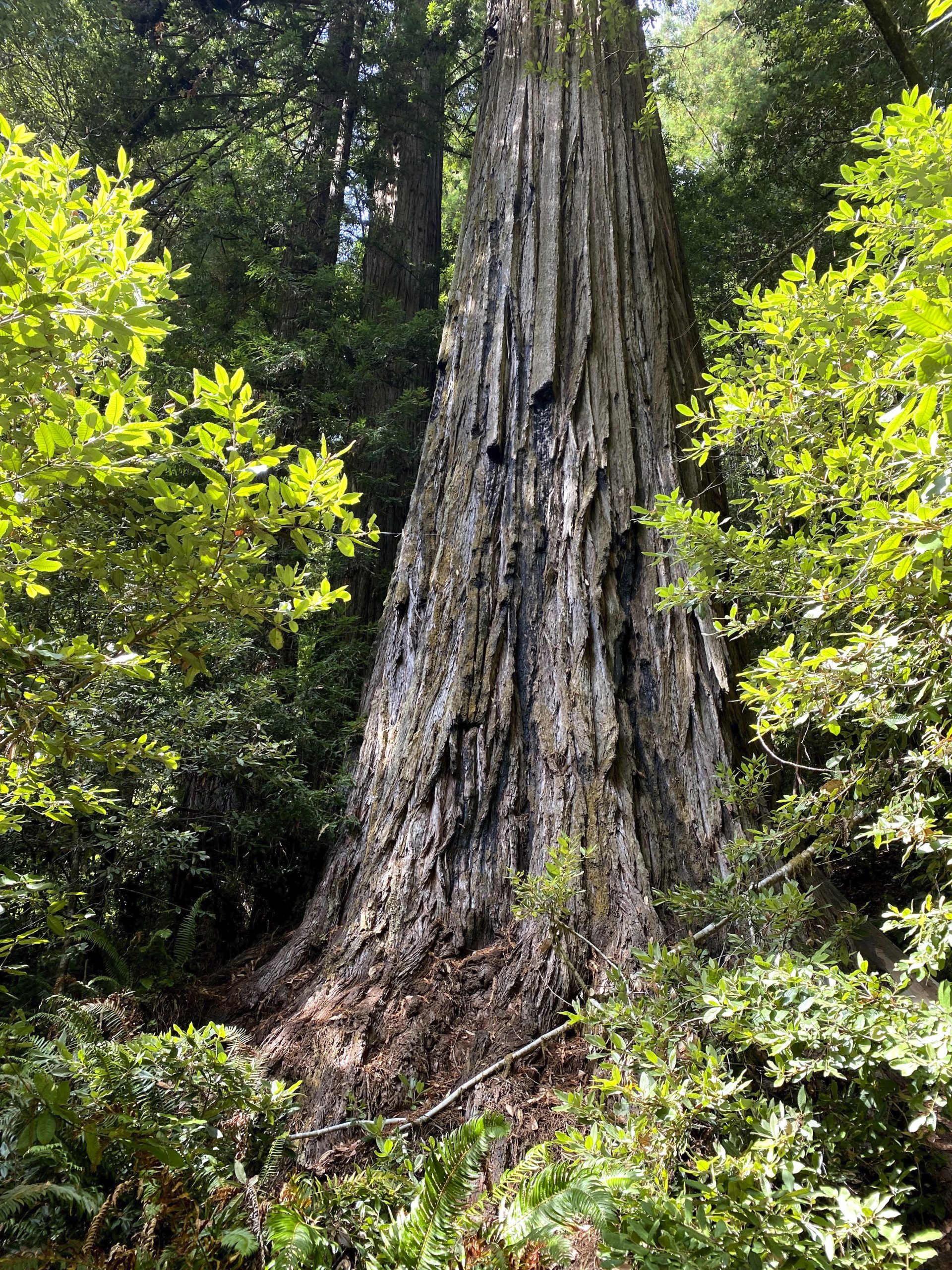 California Tallest Tree
