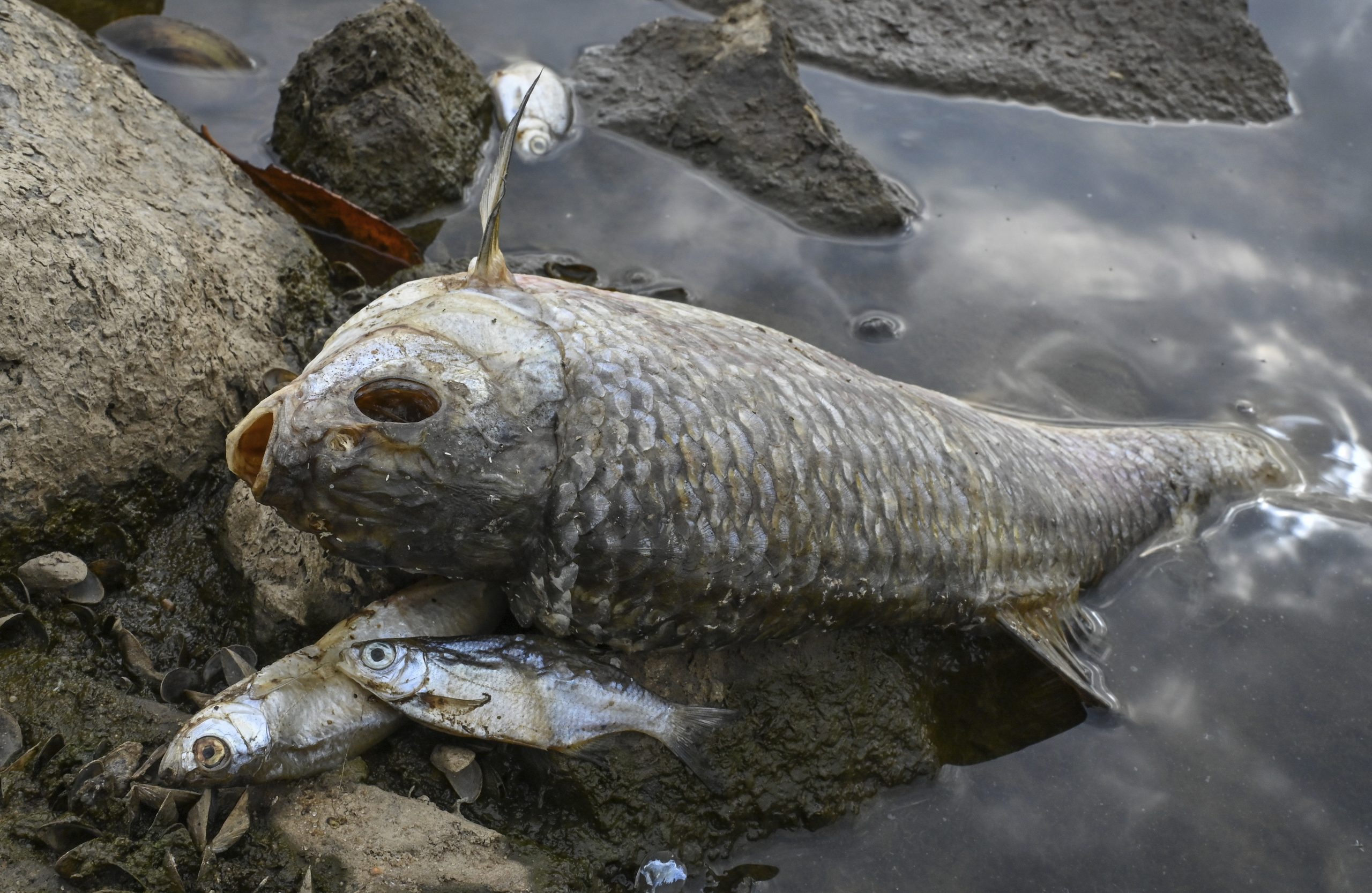 Mystery deepens around mass die-off of fish in major European river