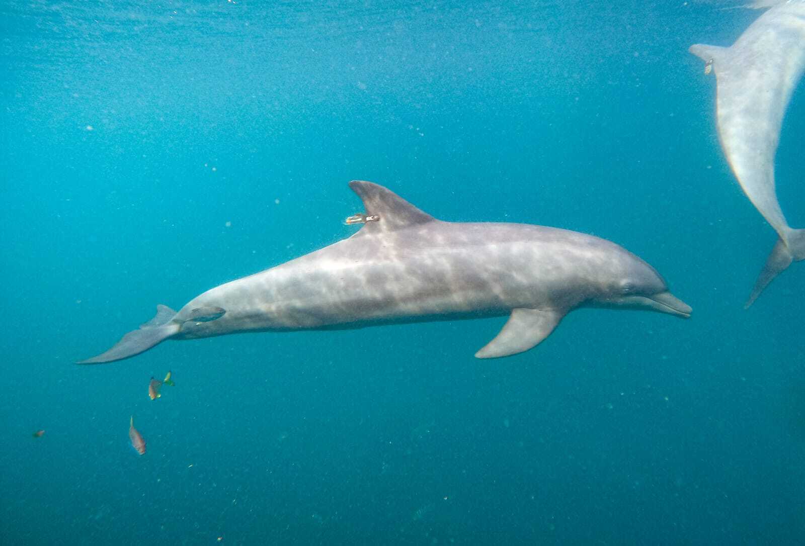 Three rescue dolphins released to sea from Indonesia sanctuary