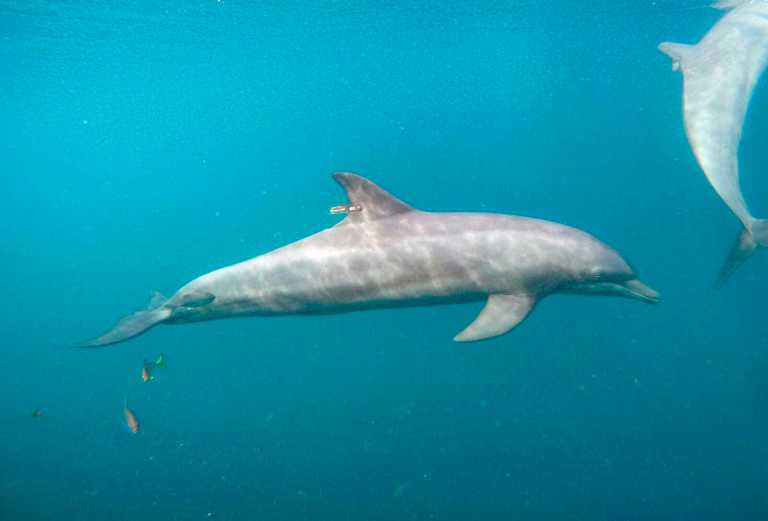 Three rescue dolphins released to sea from Indonesia sanctuary
