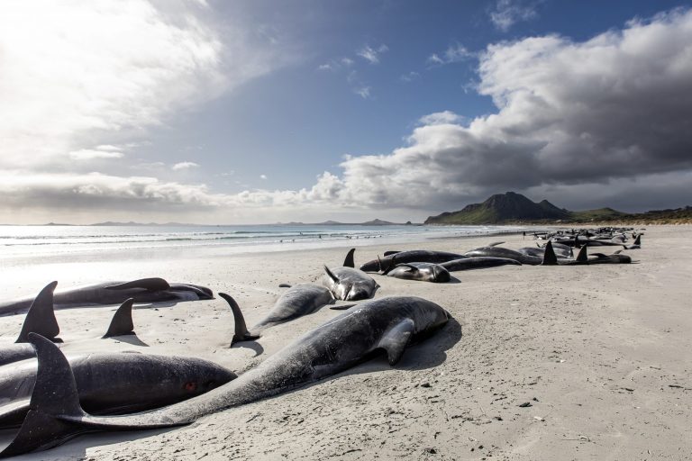Nearly 500 pilot whales die after being stranded on island