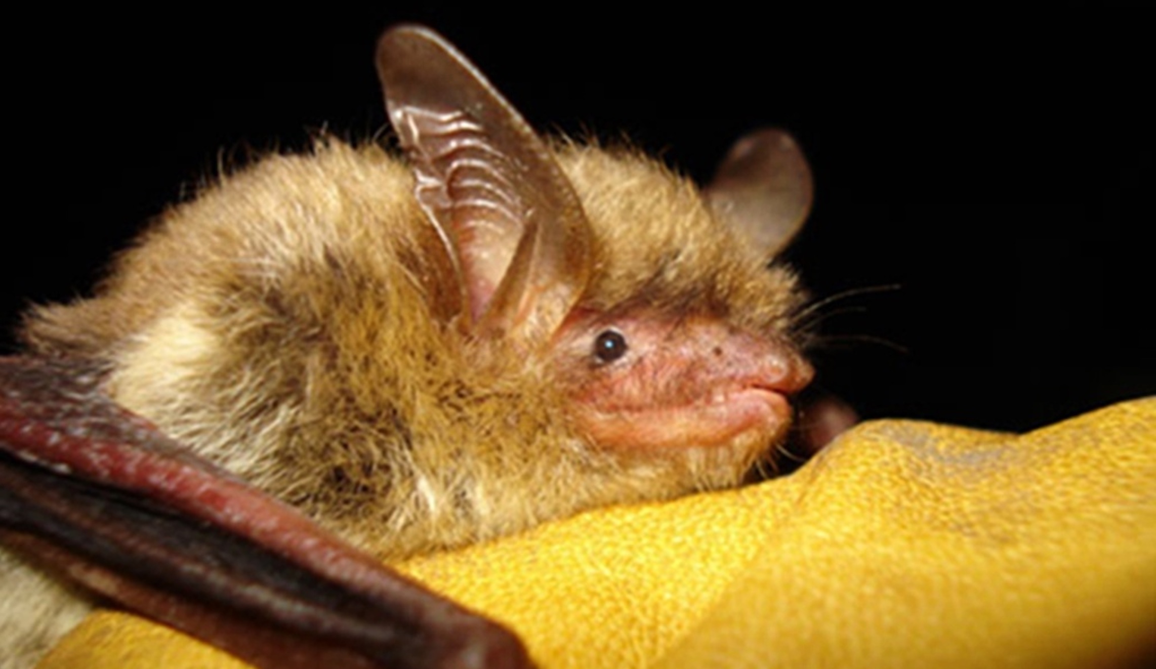 House votes to curtail protections for endangered species of bats and chickens