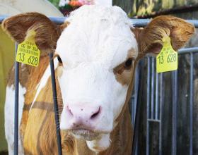 Thoughts on the Earmark Ban