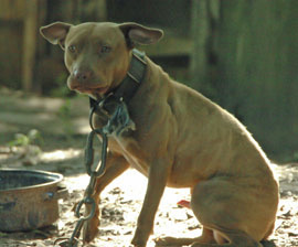 The Humane Society of the United States is pushing to bar spectators at animal fights. Frank Loftus/The HSUS