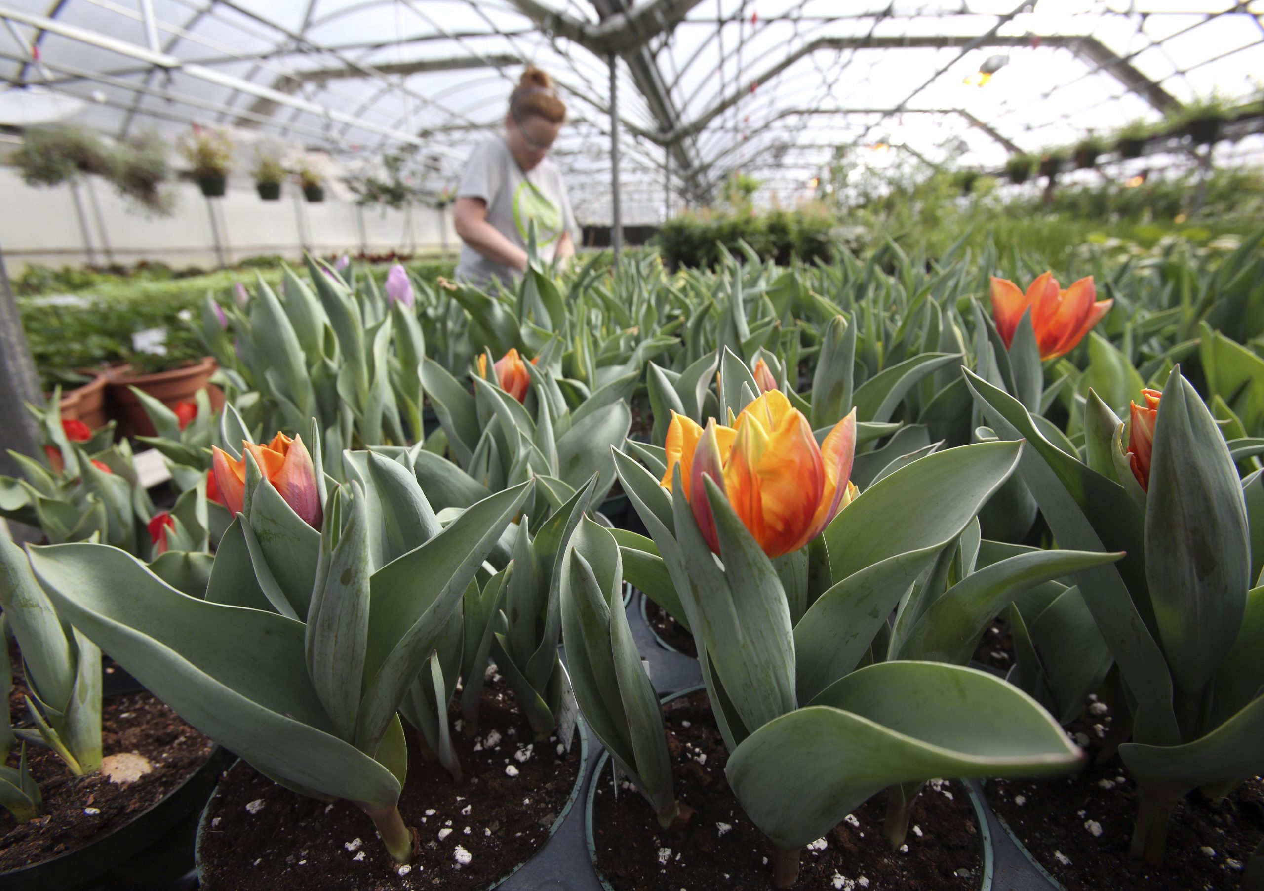 Nation’s largest flower show tackles water concerns