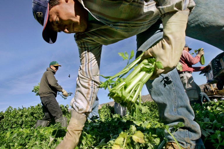 Hillary Clinton's immigration plan would boost growth slightly, while Trump's would have the opposite effect, the analysis said. (AP Photo/Ric Francis)