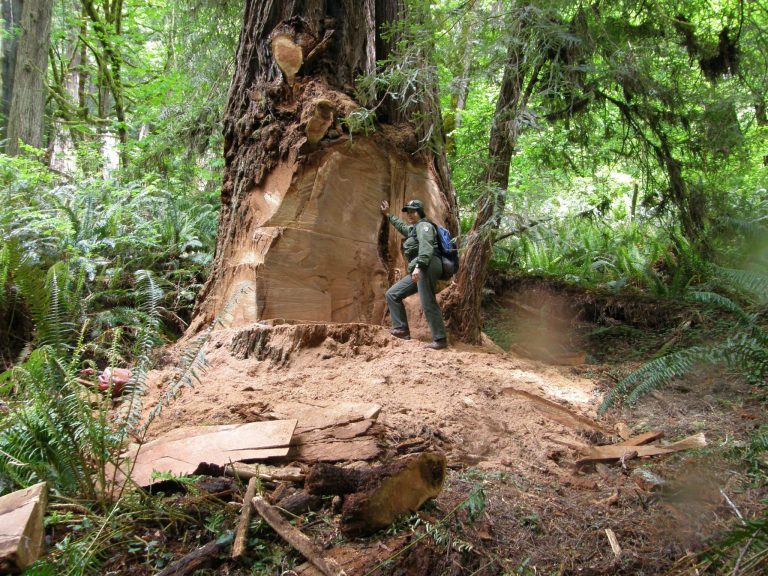 This May 21, 2013 photo provided by the National Park Service shows wildlife biologist Terry Hines standing next to a massive scar on an old growth redwood tree in the Redwood National and State Parks near Klamath, Calif., where poachers have cut off a burl to sell for decorative wood. The park recently took the unusual step of closing at night a 10-mile road through a section of the park to deter thieves. (AP Photo/Redwood National and State Parks, Laura Denn)