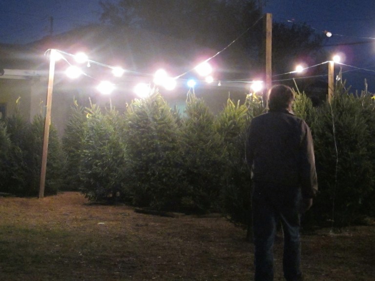 The Indiana Department of Environmental Management is urging Hoosiers to help the environment and the economy by buying Indiana-grown Christmas trees this year instead of artificial ones. (AP File)