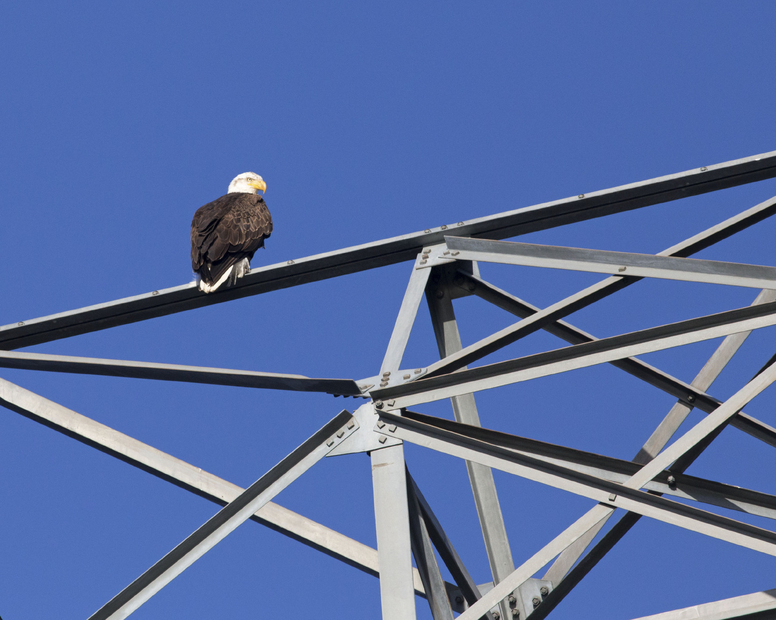 Trump not a fan of eagle-killing wind energy