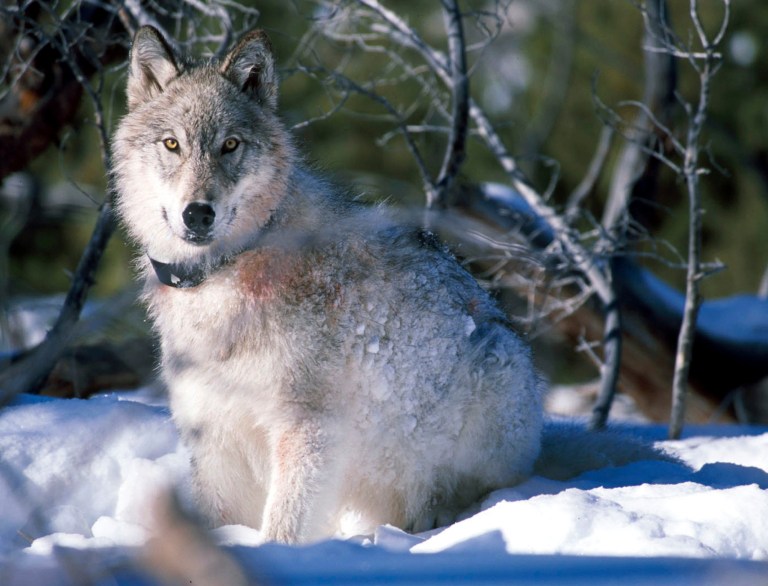 U.S. District Judge Edward Lodge on Friday denied the temporary restraining order sought by the groups who contend the large-scale removal of wolves from two packs in central Idaho contravenes the 1964 Wilderness Act and other federal acts. (AP File)