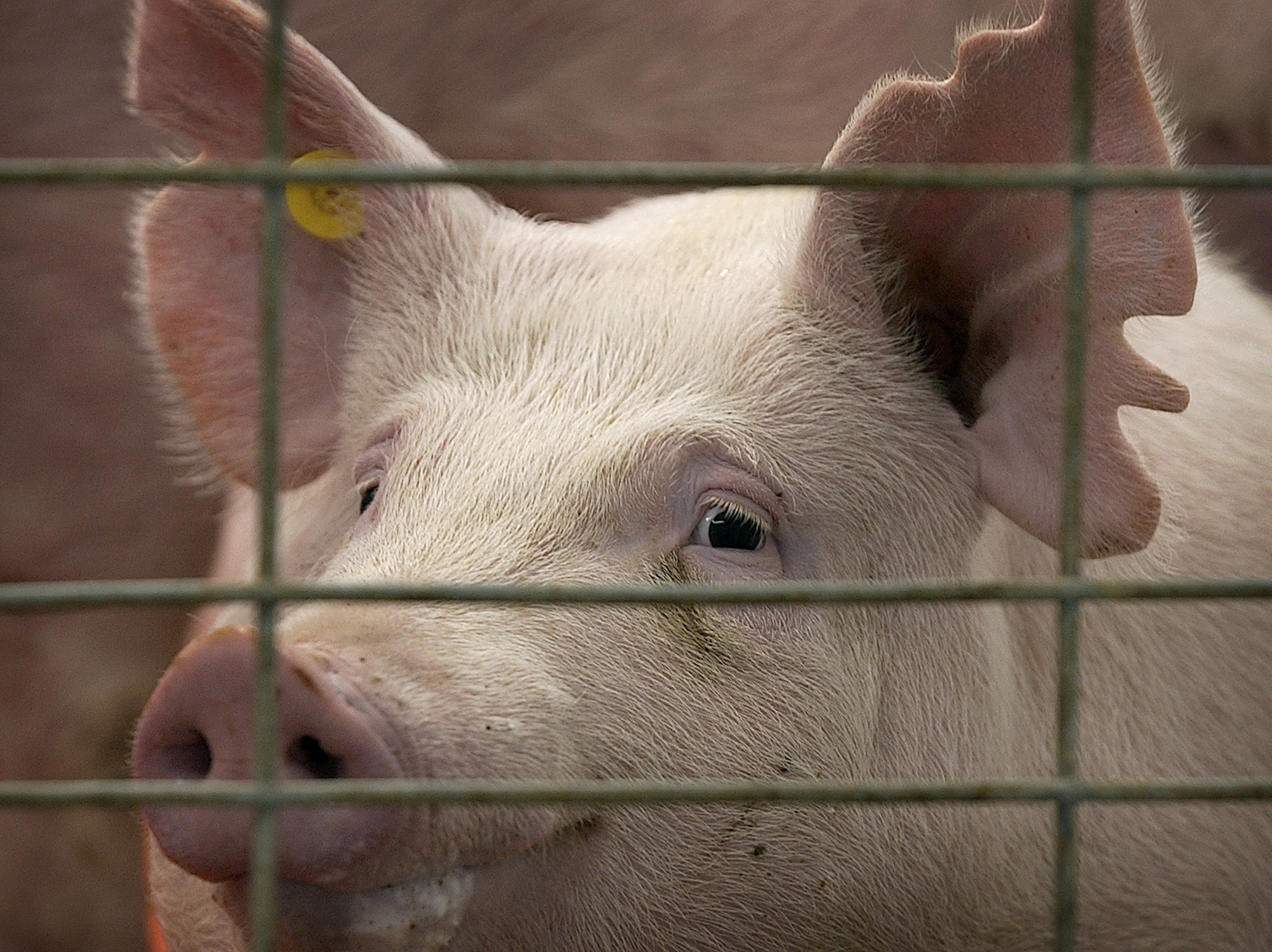Manure spill reply leads to call for hog permits in Iowa