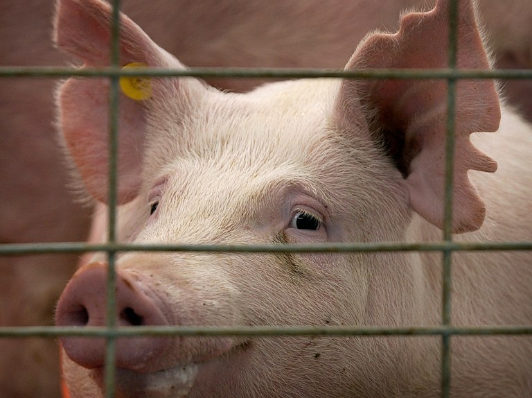 A hog sits in its pen in Iowa. (AP/Charlie Neibergall)