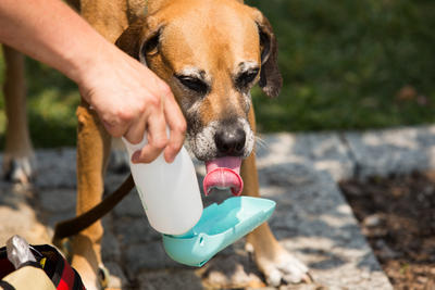 Montgomery County dog owners get break on 2013 fee