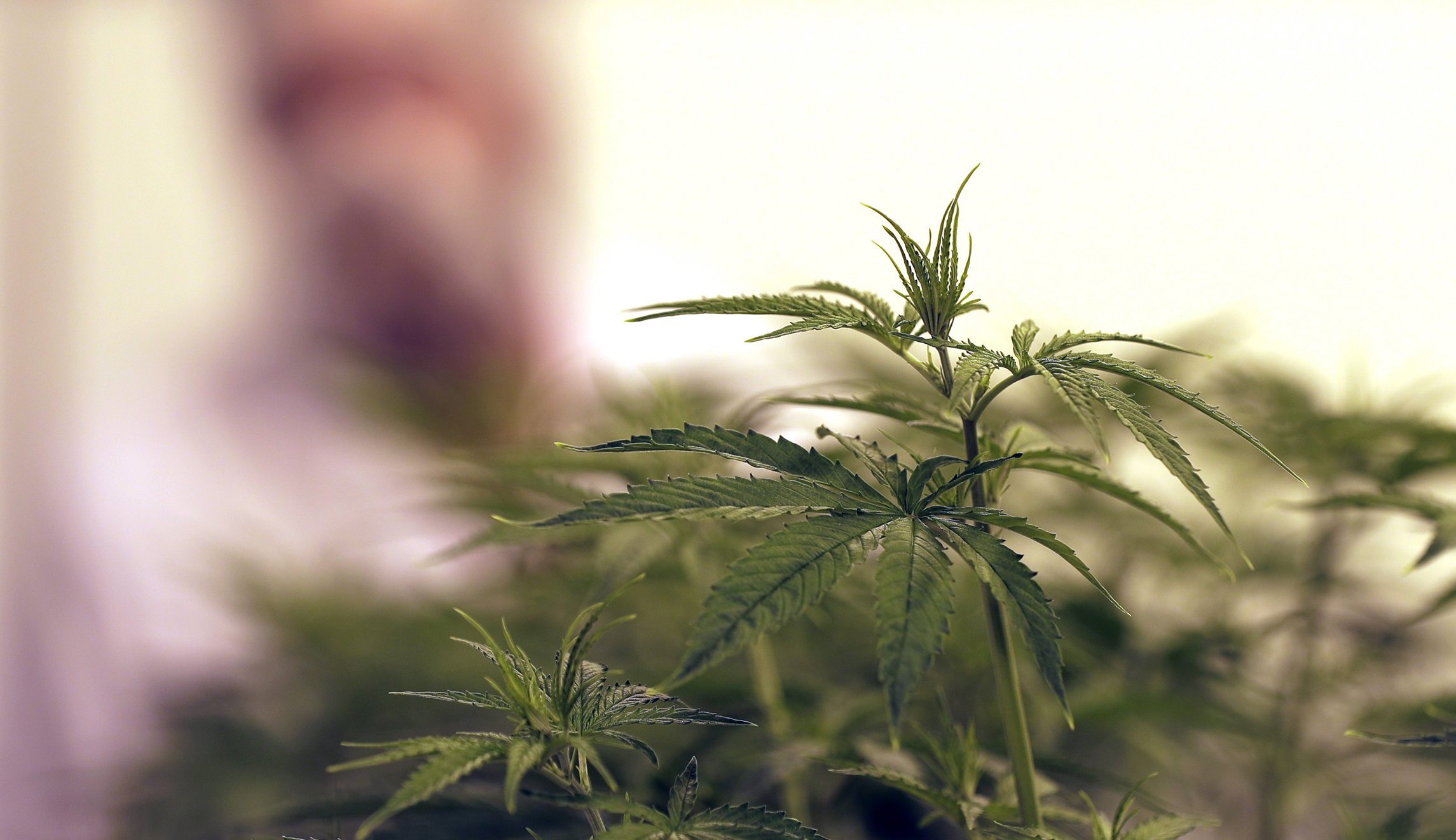 Pot companies say stock market is lit after Trump promises to honor state marijuana laws
