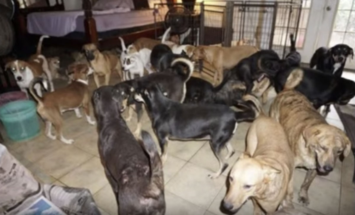 A warrior's best friend