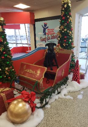 Bak is pictured on a sleigh at Philadelphia International Airport.