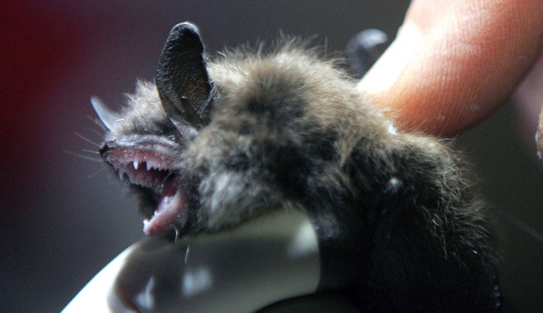 FILE - In this Jan. 27, 2009 file photo, a radio transmitter is inserted into a little brown bat in an abandoned mine in Rosendale, N.Y. A 2018 survey of several cave-dwelling bat species in New Hampshire found very few spent their winters in abandoned mines and other locations that were once popular for them during the winter. Biologists said the numbers are the latest indication that the bats have yet to recover from a fungal disease known as white-nose syndrome.